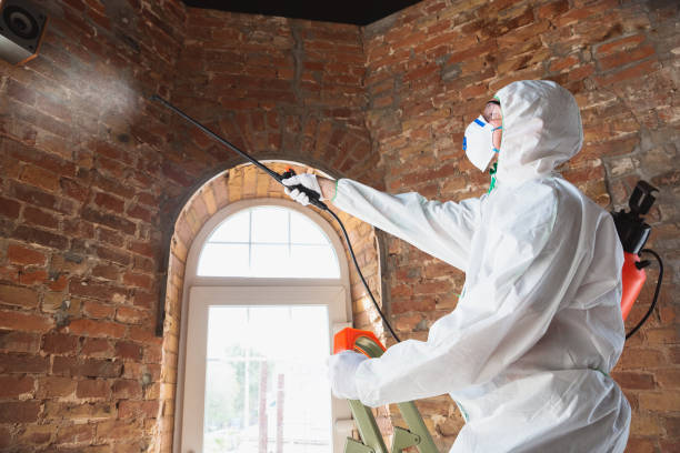 Best Mold Removal for HVAC Installations  in Roswell, NM